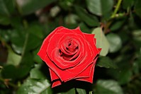 IMG_5451_Medium_.JPG