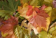 IMG_5515_Medium_.JPG