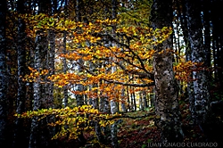 IMG_6094-2.jpg
