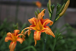 IMG_64293.JPG