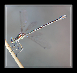 IMG_6554.jpg