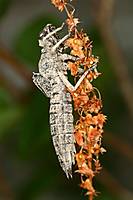 IMG_6762_Large_.JPG