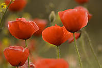 IMG_6795_amapolas_mini.jpg