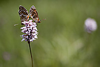 IMG_6919-MariposasBerguedaPEQUE.jpg