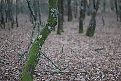 IMG_7100_-_copia.JPG