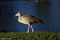 IMG_71501.JPG
