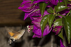 IMG_7206_1.jpg