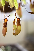 IMG_8066_2_Medium_1.JPG