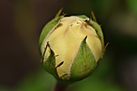 IMG_8565can.JPG