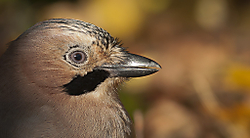 IMG_8879lrrecweb.jpg