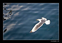 IMG_9291pub1.jpg