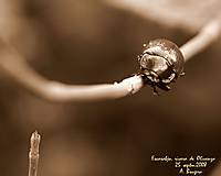 IMG_9431_800x600_.JPG