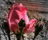 IMG_9611_800x600_.JPG