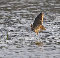 IMG_carpa.jpg