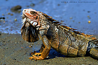 Iguana21.jpg