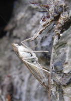 Insecto_31Junio2007.jpg