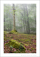 JOS_0237_web_can.jpg