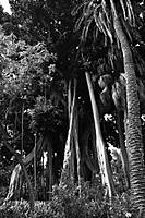 Jardin_botanico_de_Tenerife.jpg