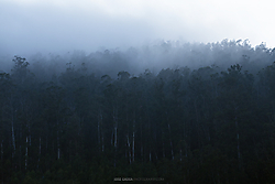 Jose-Gadea-El-bosque-perdido-Facebook.jpg