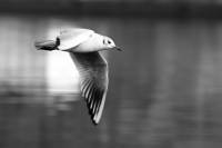 Juan-Salvador-Gaviota.jpg
