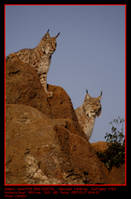 LINCES.jpg