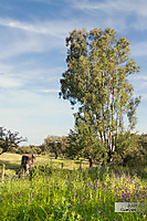 La-Bre_a-3.jpg