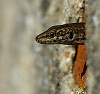 Lagarto3p.jpg