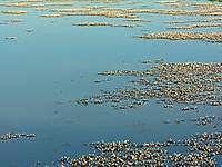Lagunayflores.jpg