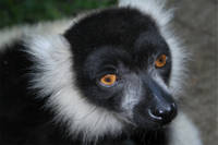 Lemurs.jpg