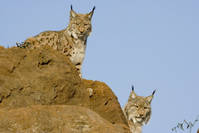 Lince_boreal_2.jpg