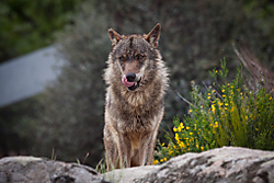 Lobo7.jpg