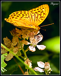 MAriposa_girada_canonistas.jpg