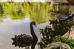 MG_0448-020515-_Cisne_Negro_30q.jpg