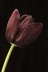 MG_0488_copia_copia.jpg