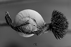 MG_1241-3.jpg
