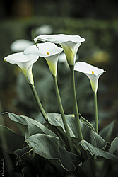 MG_23502.jpg