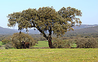 MG_2595.JPG