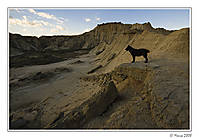 MG_2640-marco.jpg