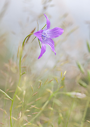 MG_2772-Edit.jpg