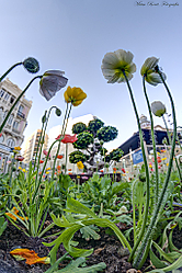 MG_3250_1_2_fusedp.jpg