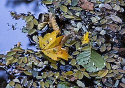 MG_3529.JPG