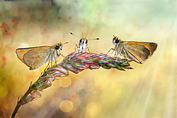 MG_3573-2105-club-2015.jpg