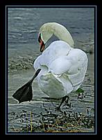 MG_3706_Medium_.JPG