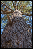 MG_4452-mosquera-pi-mascle.gif