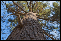 MG_4453-mosquera-pi-mascle.gif