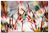 MG_4461red_.jpg