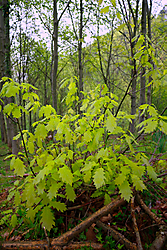 MG_4676.jpg