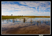 MG_5211-marjal_moro.jpg