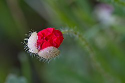 MG_53891.JPG