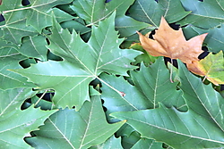 MG_5931.JPG